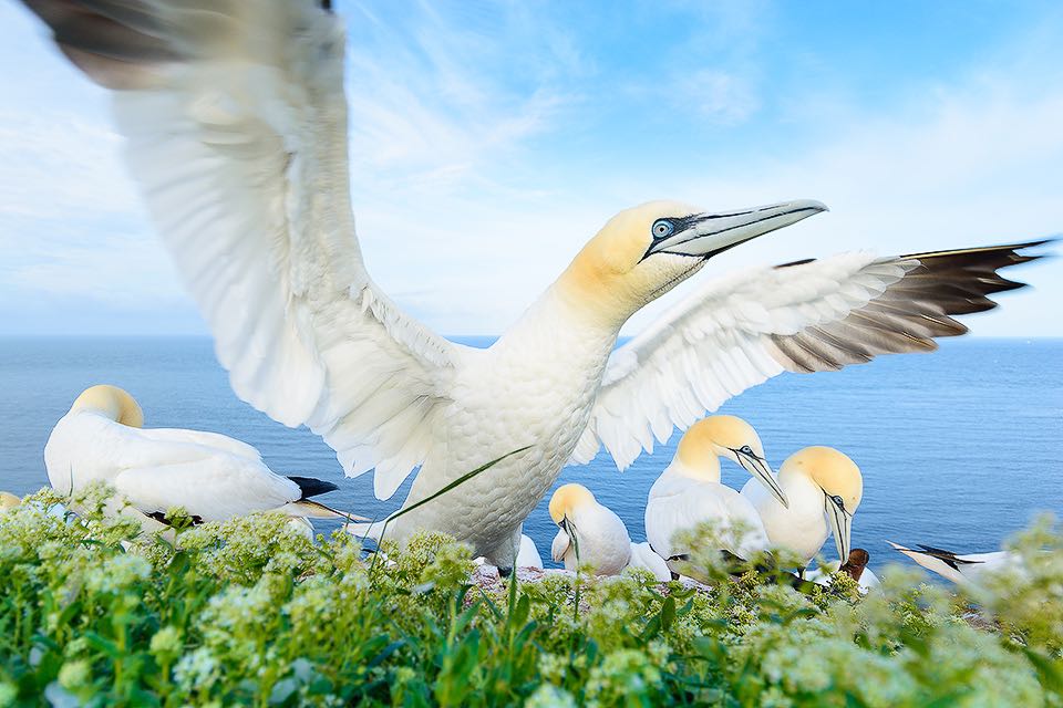 Abfliegender Basstoelpel breitet die Fluegel aus