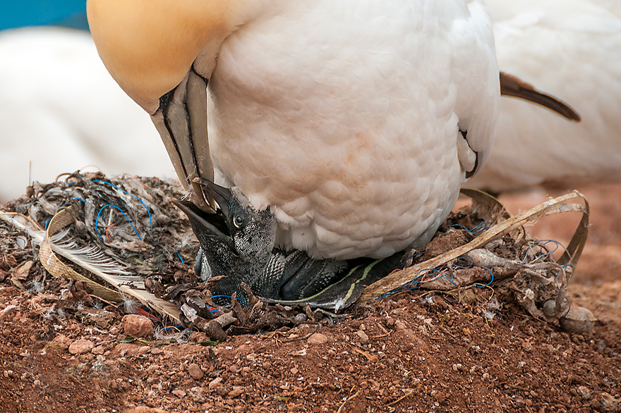 Ein Basstoelpel Kueken Jungvogel wird im Nest gefuettert