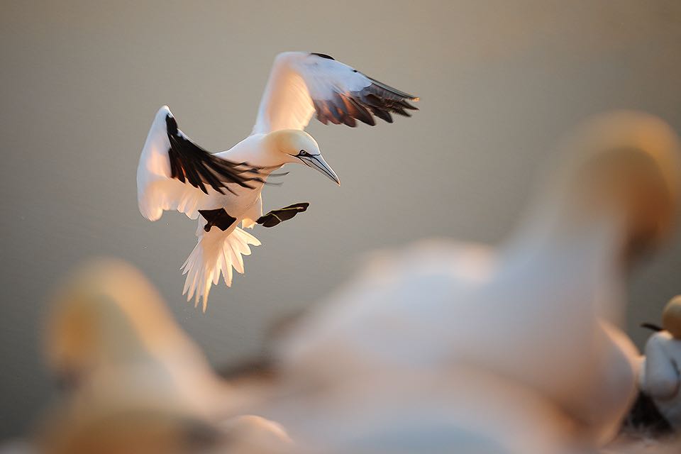 Basstoelpel landet auf dem Vogelfels von Helgoland