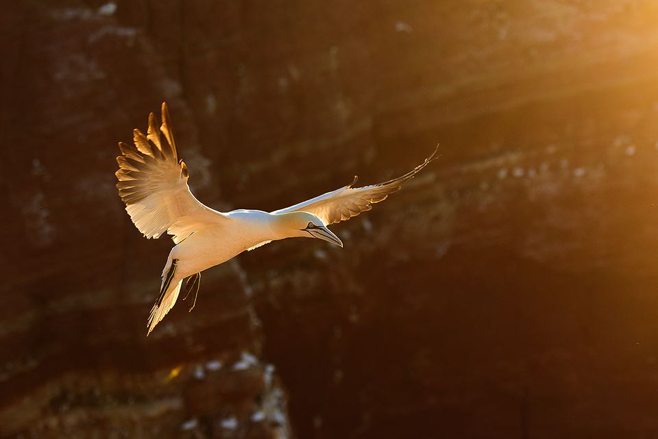 Basstoelpel fliegt im Sonnenuntergang vor den Klippen von Helgoland