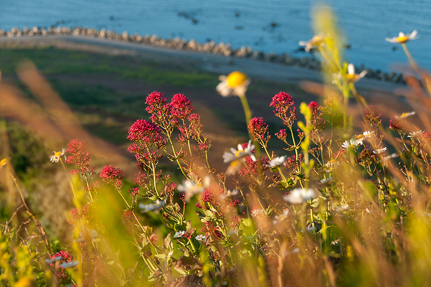 Blumenfotografie auf Helgoland