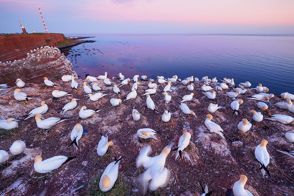 Basstoelpel brueten die Eier im Nest auf dem Vogelfelsen von Helgoland