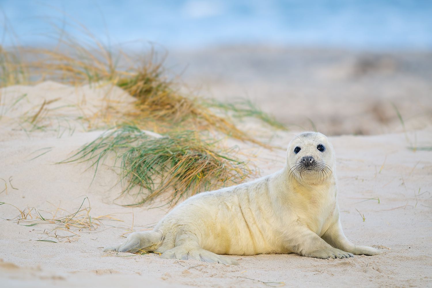 Fotografie Workshop fuer Naturfotografen auf Helgoland