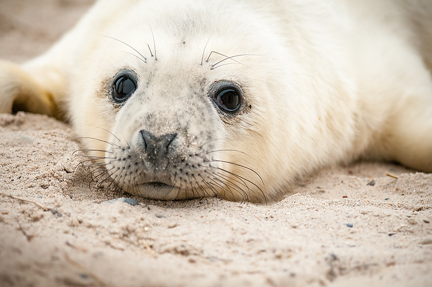 Fotokurs fuer Tierfotografen - Kegelrobben auf der Helgolaender Duene