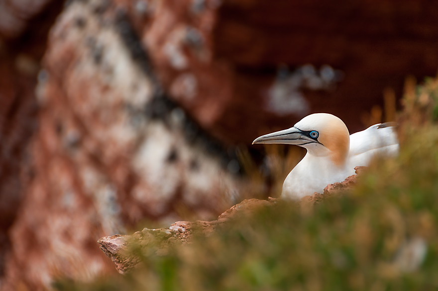 Preiswerte Reise fuer Fotografen nach Helgoland