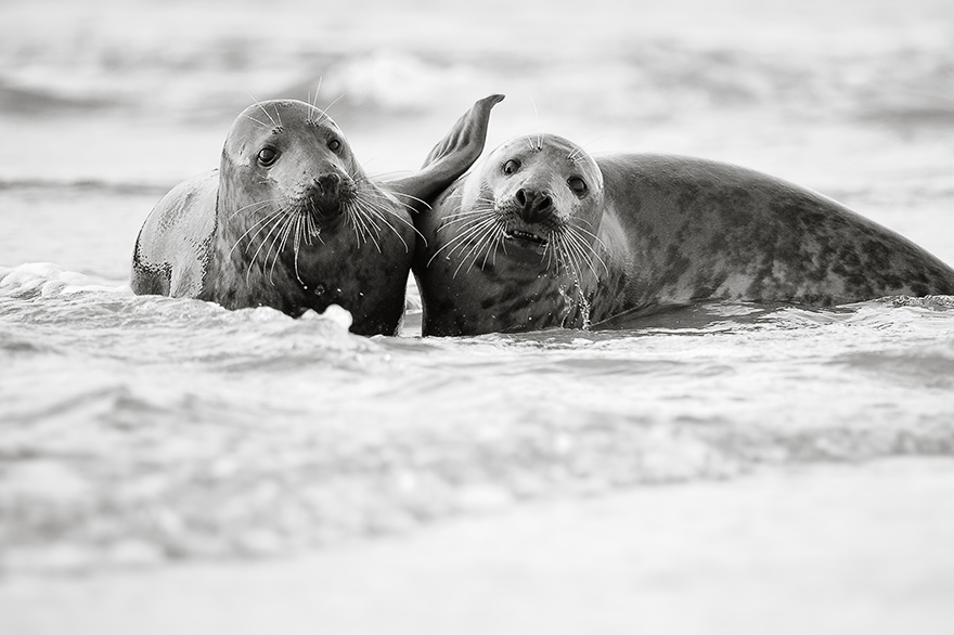 Fotoworkshops mit spielenden Robben Jungtieren auf Helgoland