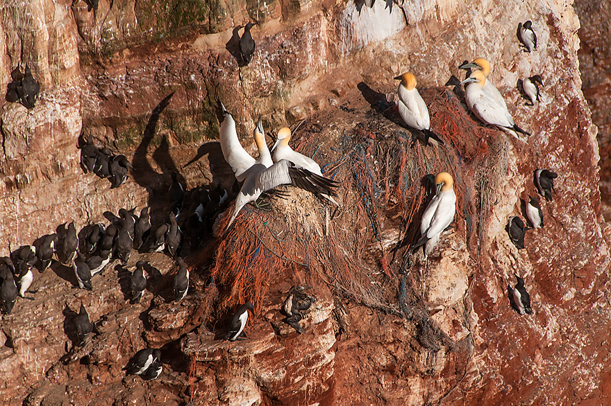 Bruetende Lummen und Basstoelpel im Lummenfels auf Helgoland