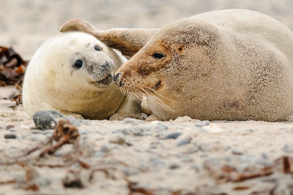 Jungtier Robbe wird von Muttertier umarmt