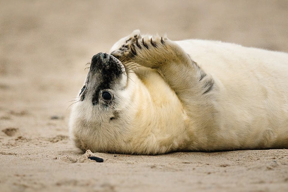 Kegelrobbe auf der Duene von Helgoland