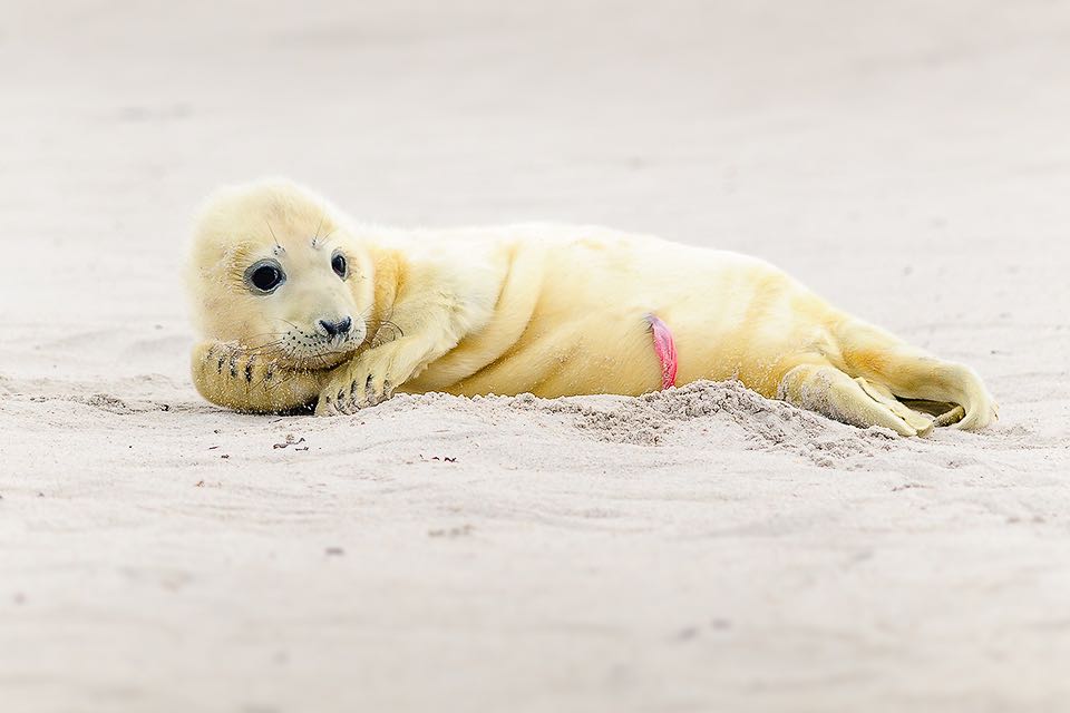 Neugeborene Robbe mit Nabelschnur auf Helgoland