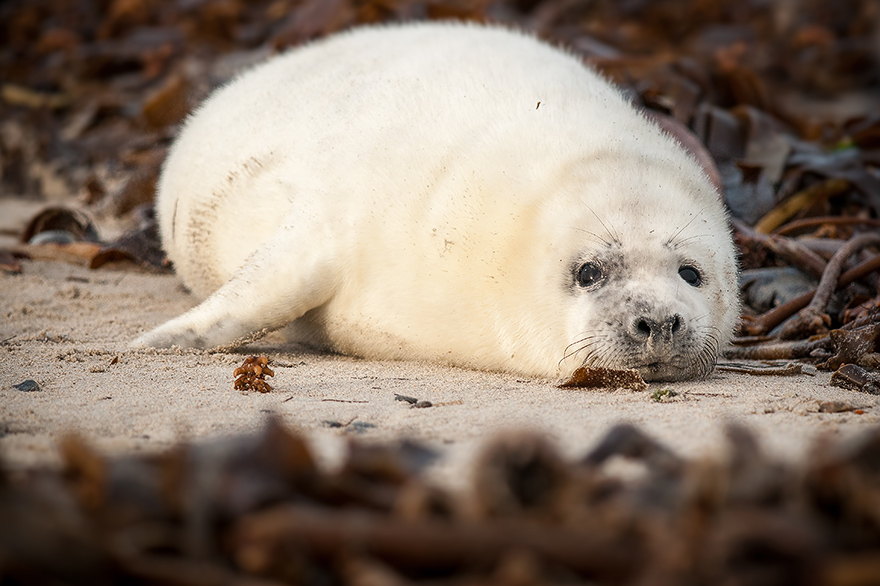 Fotoexkursion zu den Robbenbabys am Strand von Helgoland