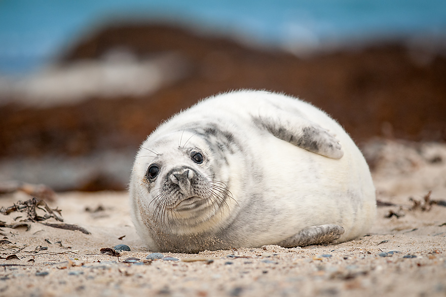 Auf Helgoland Robben fotografieren