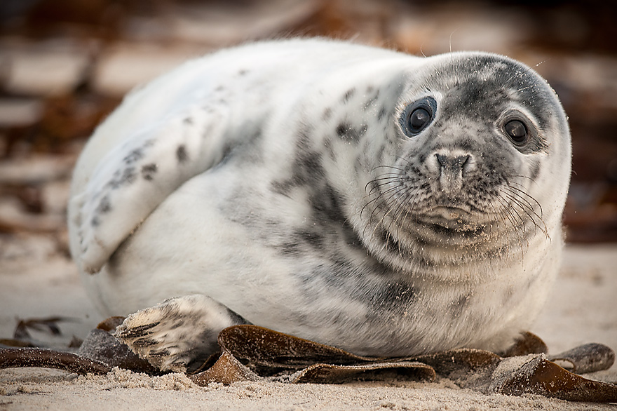 Robben Jungtiere in der Nordsee