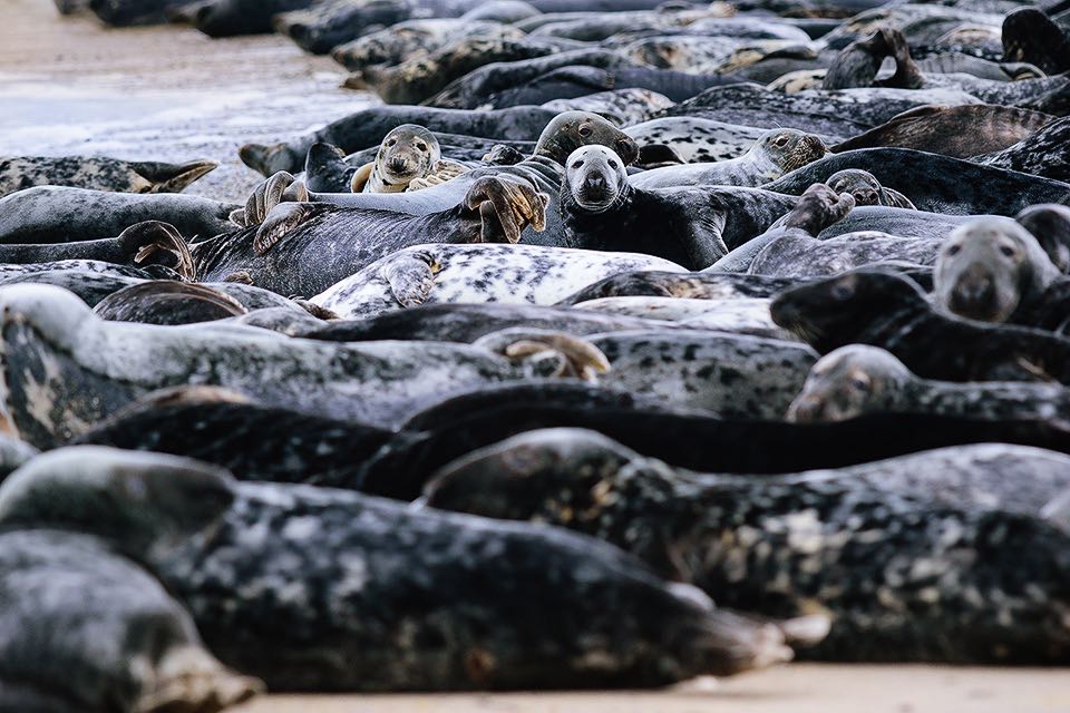 Robben auf dem Nordstrand der Duene von Helgoland