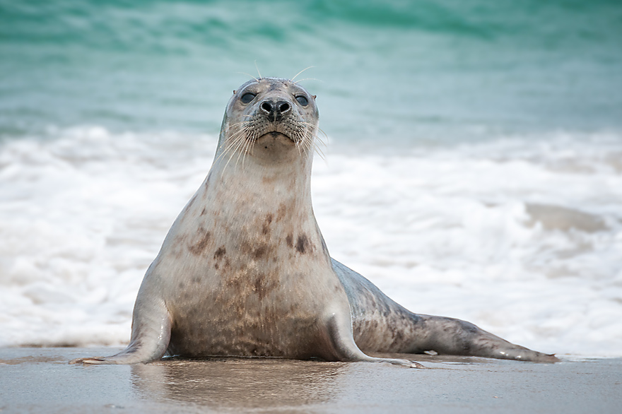 Robben Maennchen am Strand auf der Duene