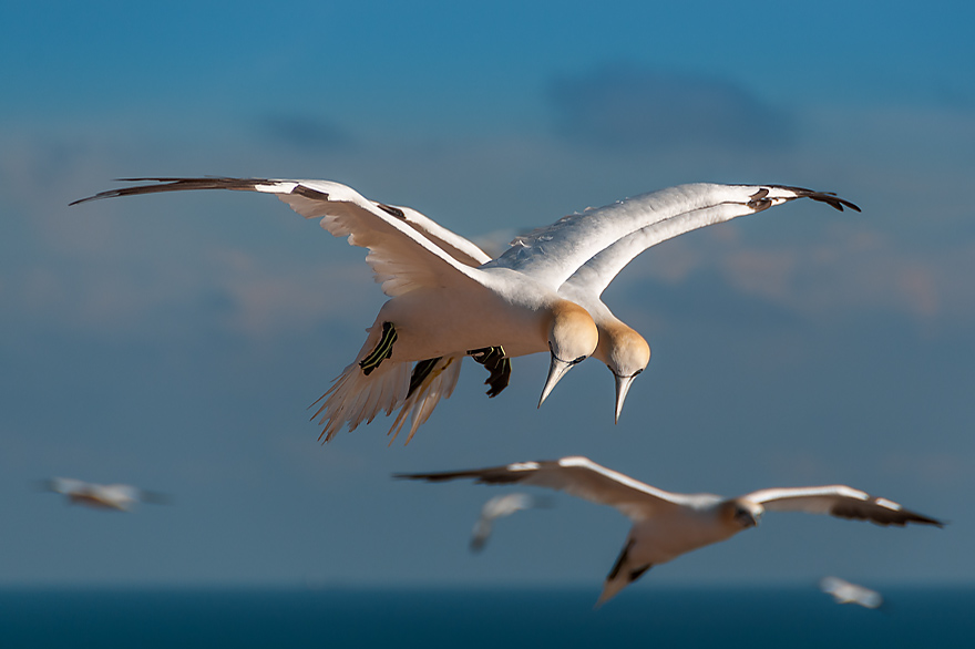 Basstoelpel im Flug vor Helgoland