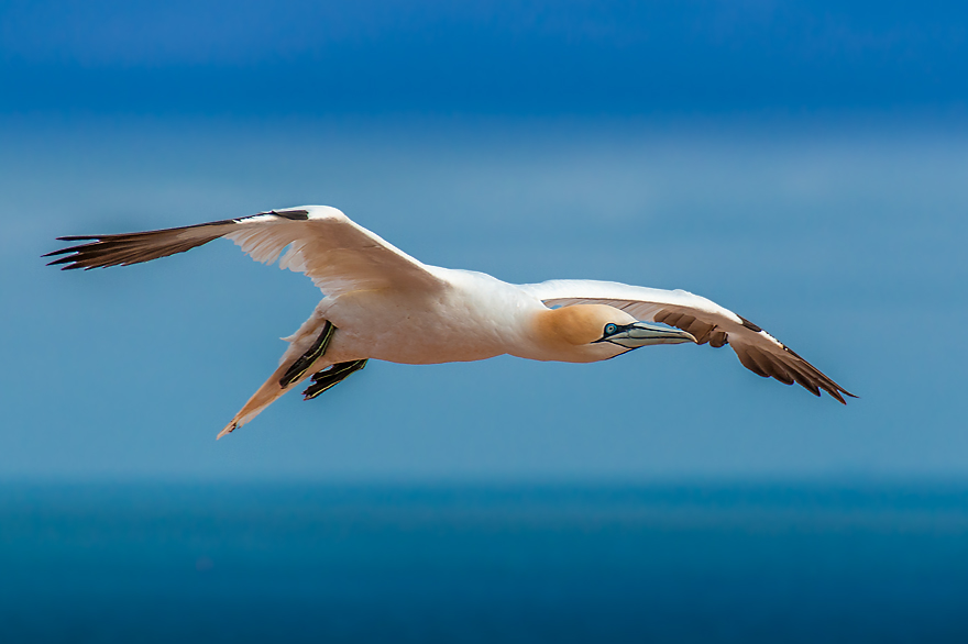 Fotokurs fuer Vogelfotografen am Helgolaender Vogelfels