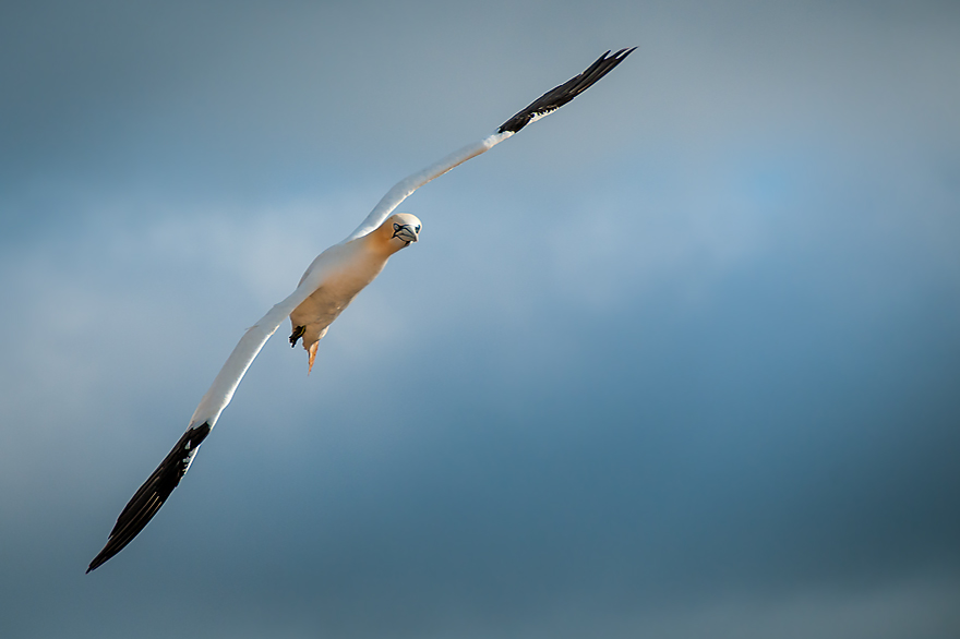 Voegel fotografieren lernen im Fotoseminar