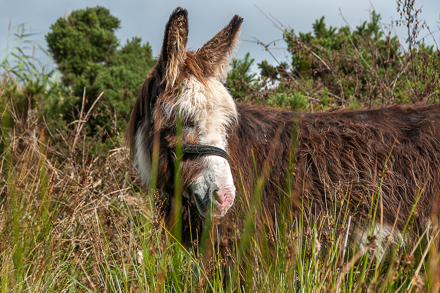 Tierfotografie auf der Mizen Pennisula