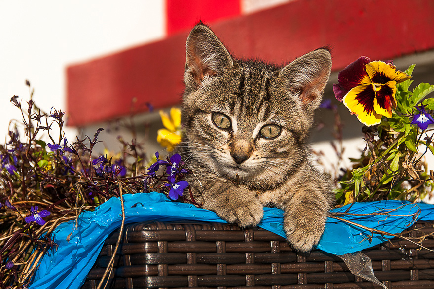 Fotoreise fuer Katzenfotografen