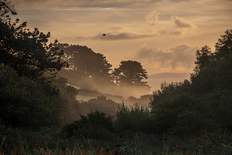 Fruehnebel im Sonnenaufgang auf Irland