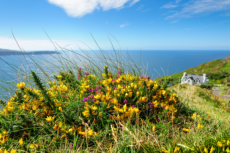 gelbe Blumen und Heide am Meer in Irland
