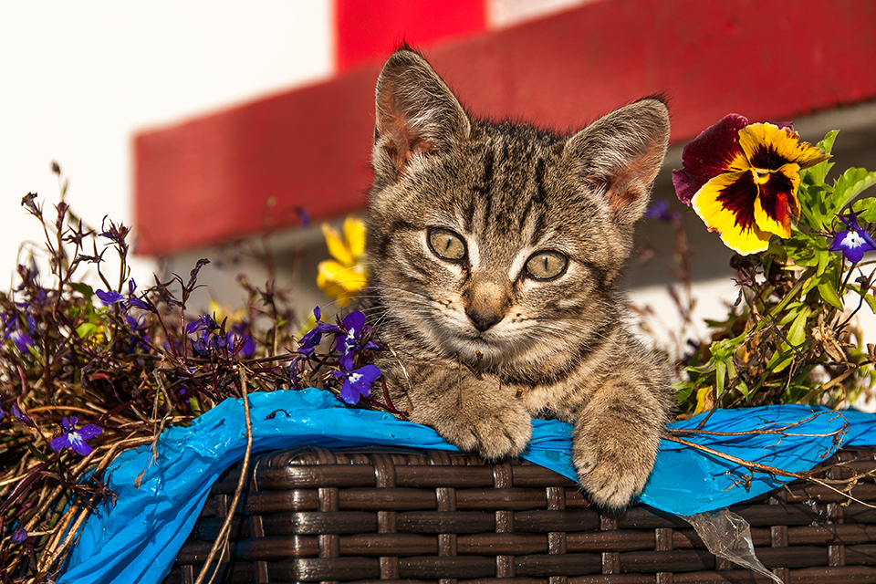Fotokurse Tierfotografie mit Katzen in Suedwest Irland