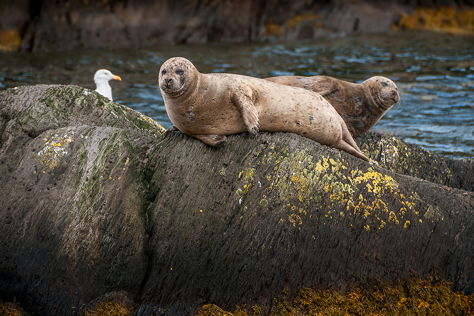 Seehunde auf Felsen bei Garnish Island