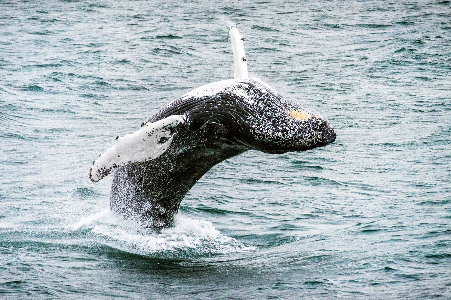 Fotoworkshop in Island mit Hurtigruten Seereise