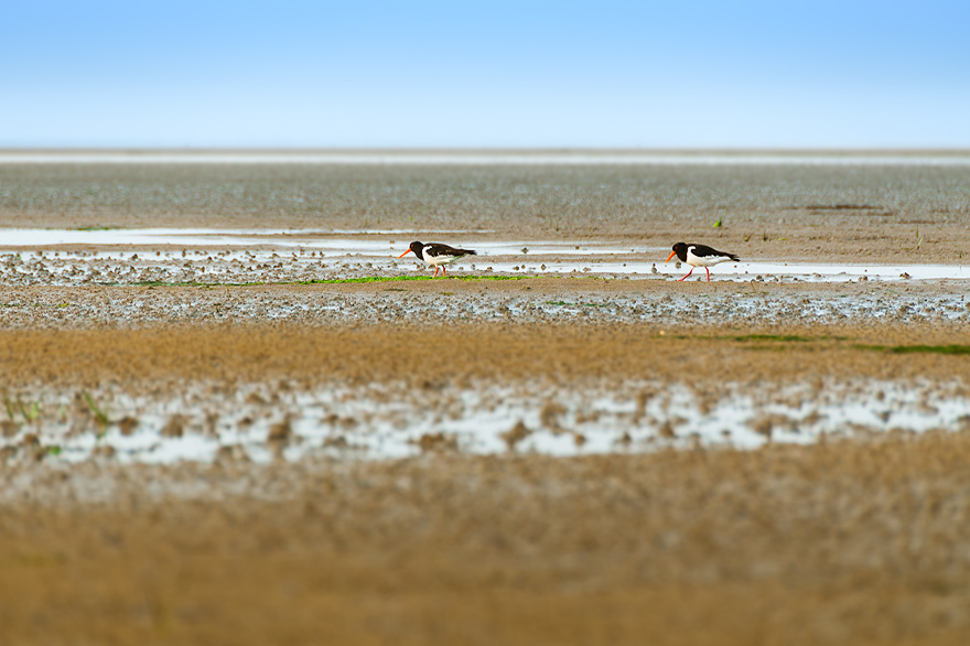 Ferien mit Fotoseminaren in Nordfriesland