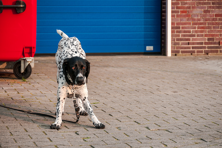 Hundefotografie im Hafen von Juist