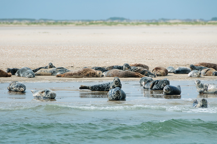 seehunde auf den Seehundsbaenken von Juist