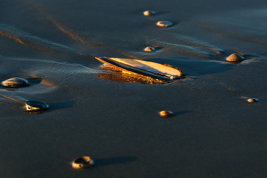 Fotoworkshop mit Strandwanderung auf der ostfriesischen Party-Insel