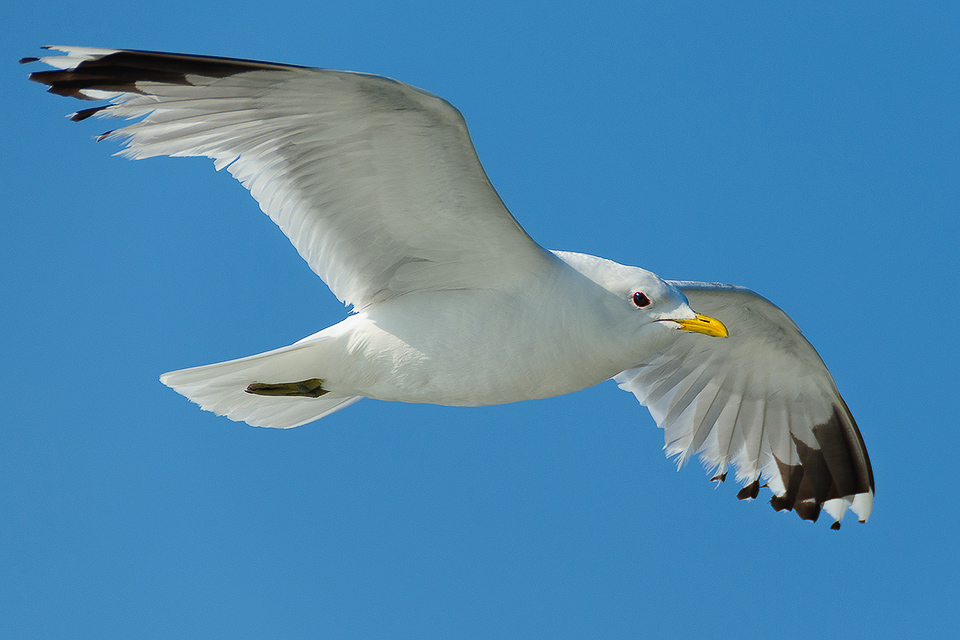 Tierfoto einer fliegenden Moewe 