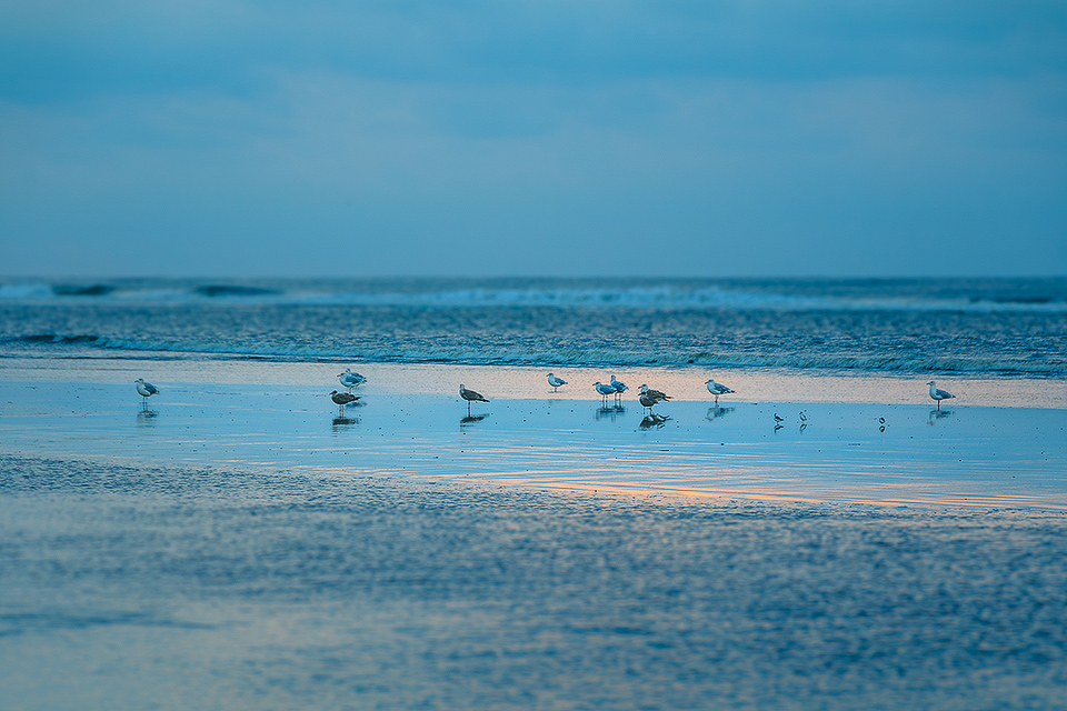 Moewen am Strand von Norderney