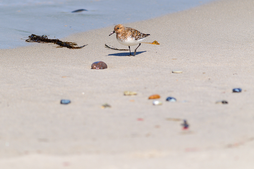 Vogelfotografie auf Norderney