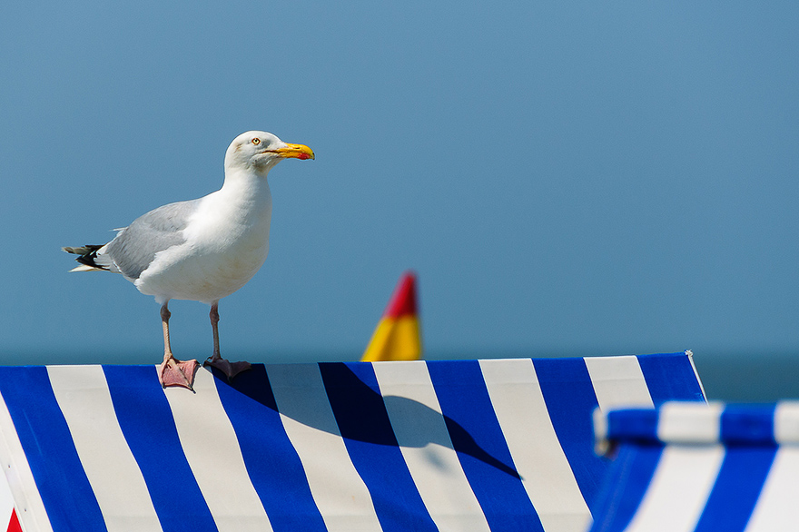 Fotoworkshop fuer Tierfotografen auf Norderney