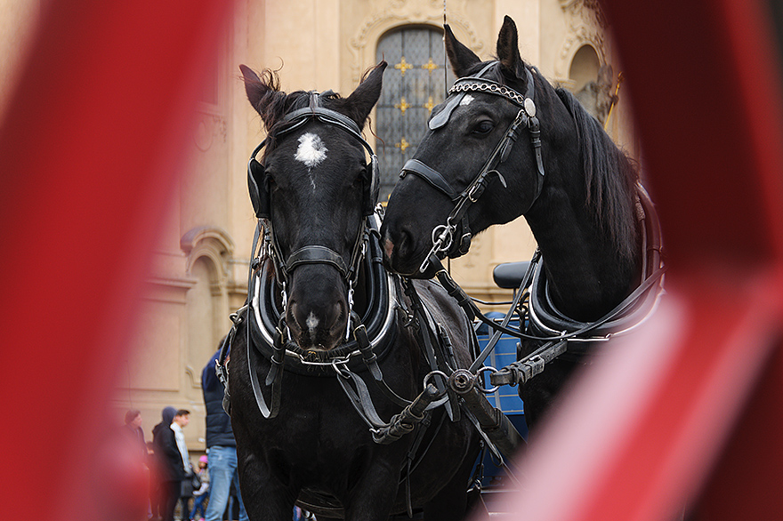 Pferde Fotokurs auf dem Wenzelplatz in der Prager Altstadt