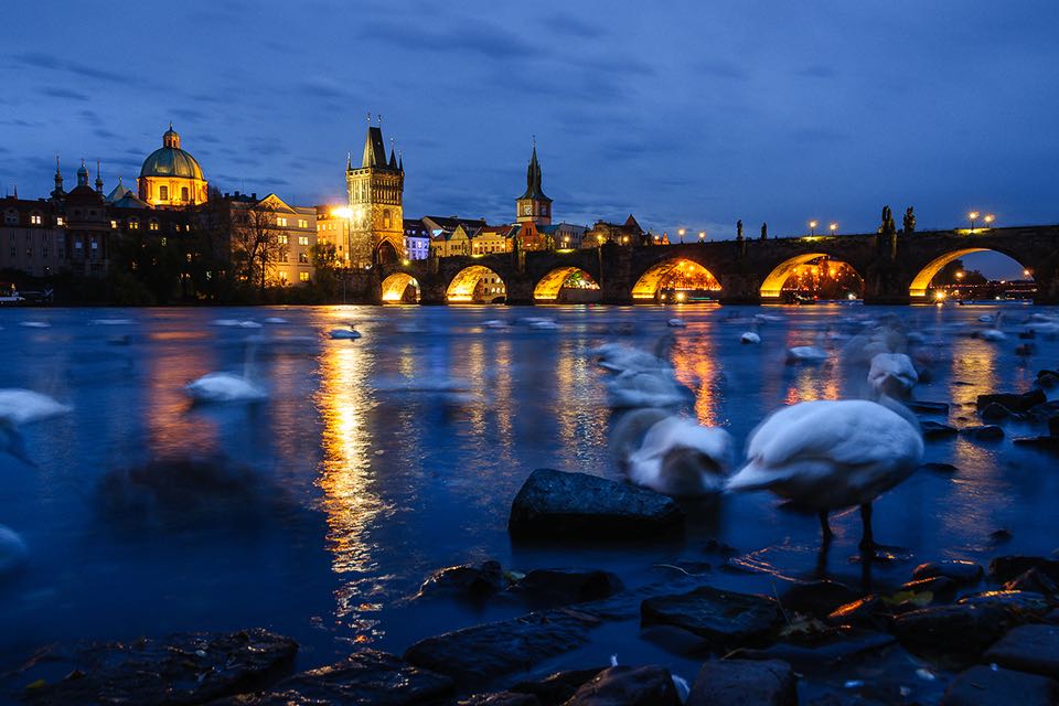 Karlsbruecke in Prag und Schwaene auf der Moldau