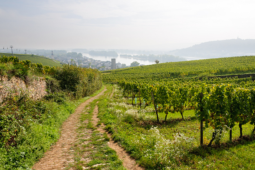 Fotoseminar am Rhein in Ruedesheim 