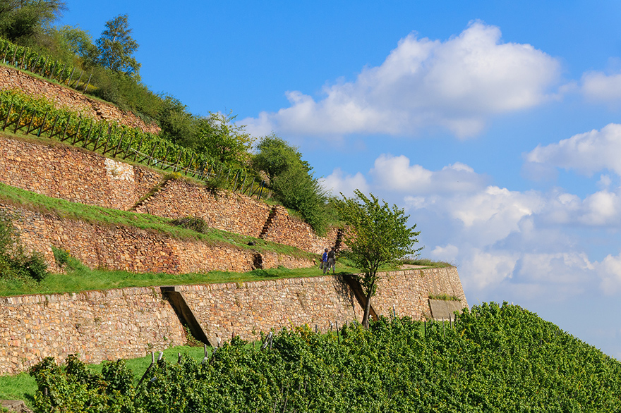 Fotoschulung in Rebenhaengen am Rhein