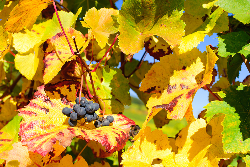 Rote Weintrauben mit goldigem Herbstlaub