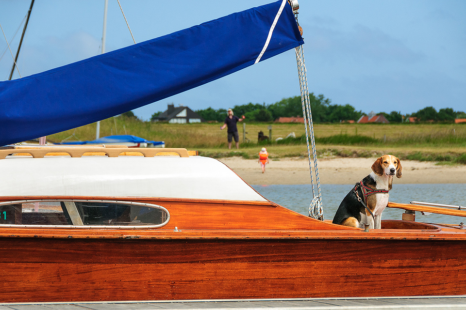 Segelfotografie mit einem Hund in der Kajuete