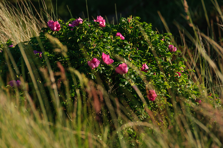 Workshop Blumenfotografie auf der Nordseeinsel