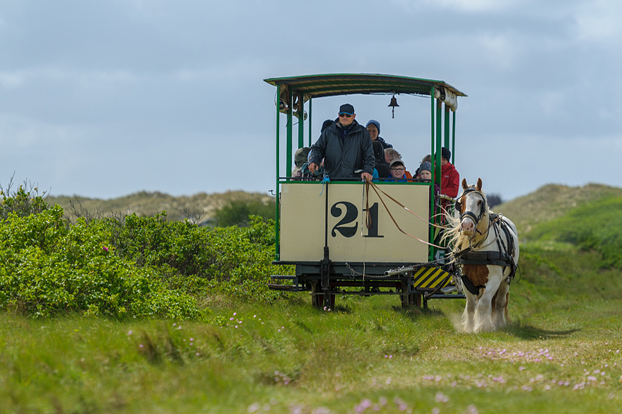 Pferdefotografie auf der Nordseeinsel