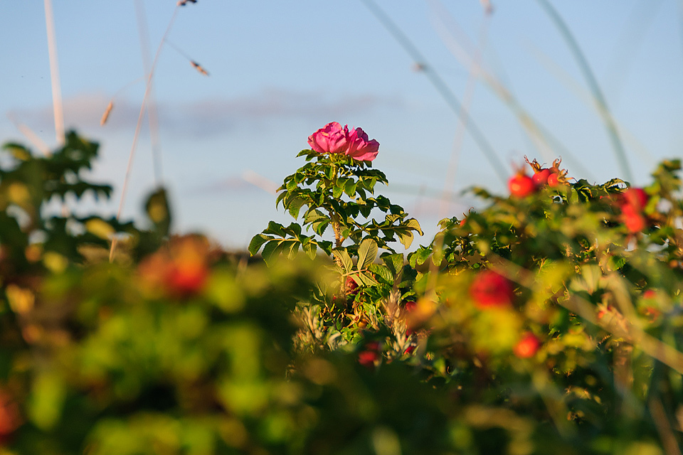 Blumenfotografie waehrend der Pfingstregatta