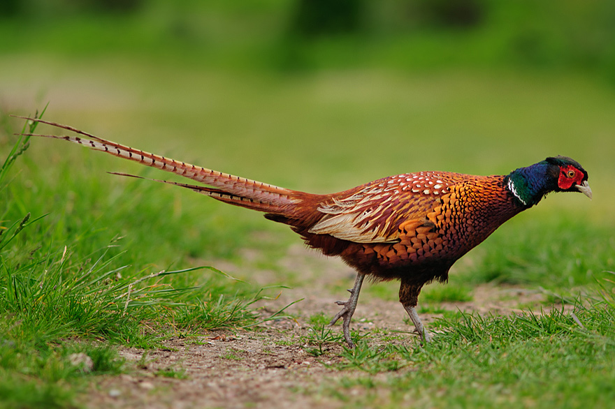 Workshop Vogelfotografie auf der Nordseeinsel