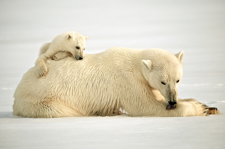 Eisbaer Jungtier mit Muttertier