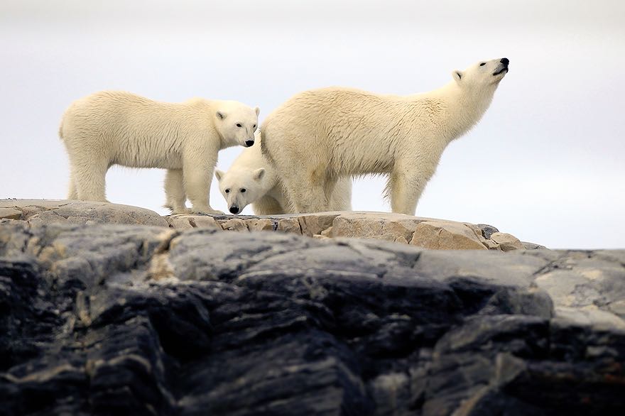 Fotoreise für Tierfotografien mit Eisbaeren