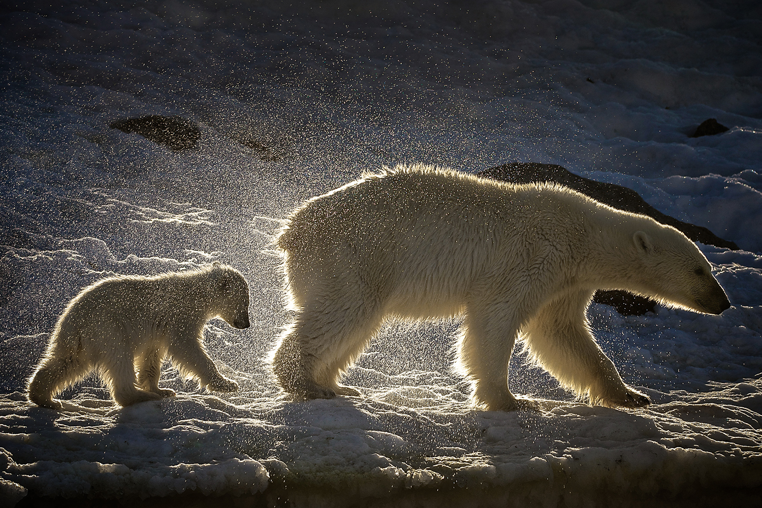 Im Urlaub in Spitzbergen Eisbaeren fotografieren lernen